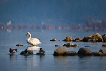 White swan on stones in the lake