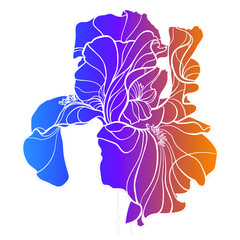 Iris colors gradient blue, purple, orange on white background. vector drawing