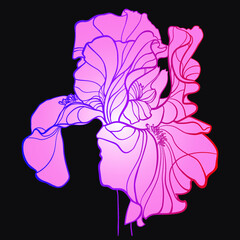 Pink iris on a black background, vector drawing - 476742628