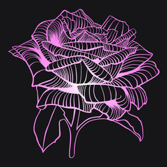 Pink outline of a rose on a black background. Side view of the rose. - 476742666