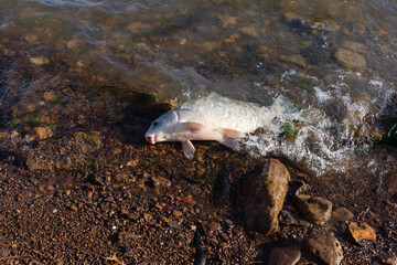 Smallmouth buffalo (Ictiobus bubalus) with white scales on rocky shoreline of Grapevine Lake, Texas, USA