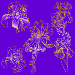 Set of drawn gold contours of iris flower on purple background - 476742836