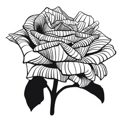 Black outline rose flower illustration. Isolate on a white background. - 476742860