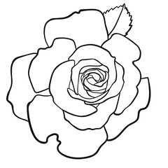 Contour drawing of a rose with a leaf. View from above. - 476742869