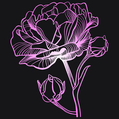 Drawing of a rose with a pink gradient outline on a black background. - 476742899
