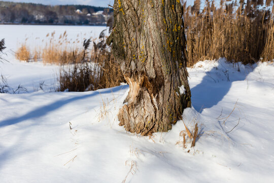 A tree on the lake, gnawed by beavers