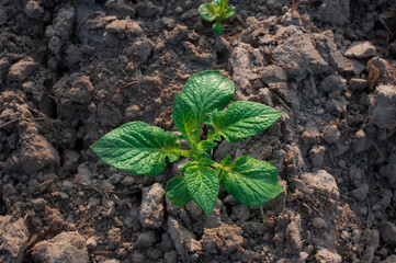 Organic potato plants are growing in winter.