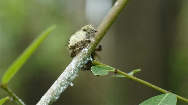 jumping spider on plant HD videos. insects on leaves. jumping spider insect body