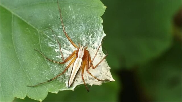 spider on nets HD videos. insects on leaves. spider insect body
