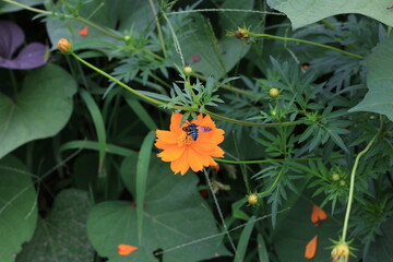 ルリモンハナバチ