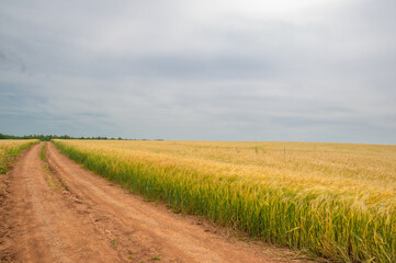 summer photo of cereals, barley a hardy cereal that has coarse b