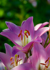 Fototapeta premium Pink lilies are popular among profusely blooming bulbous plants in garden design.