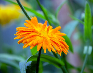 View of  blurry image of an orange calendula corolla with dew in diffused light.