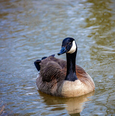 Large Canadian goose or goose Branta canadensis is waterfowl from the duck family.