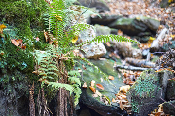 Fern in a gorge in fallen autumn leaves
