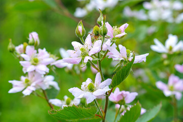 Brombeerblüte im Frühling - white flower from blackberry
