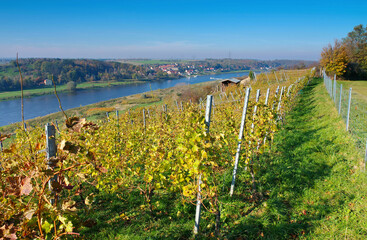 Blick über herbstliche Weinberge an der Elbe in Sachsen, Deutschland - view over autumn vineyards...