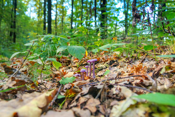 Violetter Lacktrichterling  (Laccaria amethystina) im Herbstwald - a group of Laccaria amethystina mushrooms in forest