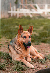 german shepherd dog