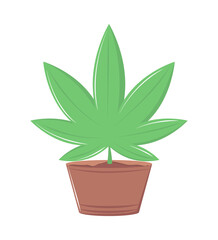 potted cannabis plant