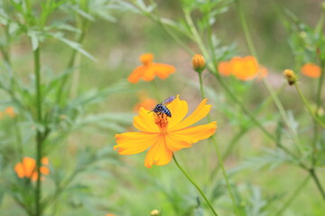 ルリモンハナバチ