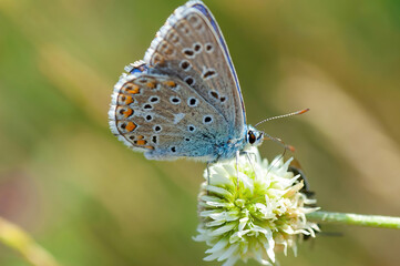 Fototapeta na wymiar Butterfly on a flower against a creamy background