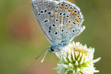 Fototapeta na wymiar Butterfly on a flower against a blurry background