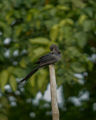 bird on a fence