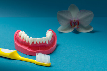 Toothbrush and layout of human lower jaw on the blue background.