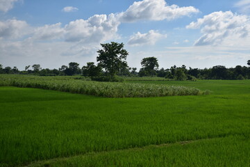 rice field and sky