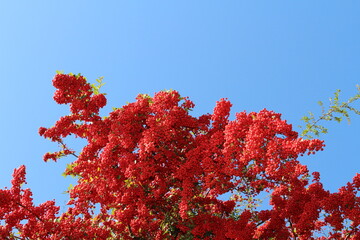 真っ赤な実をいっぱいにつけたビラカンサと青空