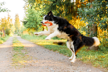 Outdoor portrait of cute funny puppy dog border collie catching toy in air. Dog playing with flying disk ring. Sports activity with dog in park outside
