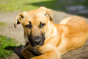 Obraz premium golden retriever dog