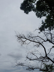 モノクロのような曇り空と木々のシルエット