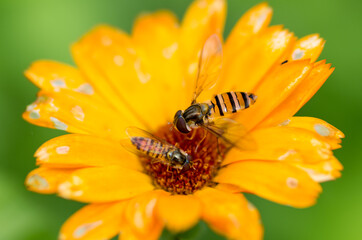 nature in the garden
