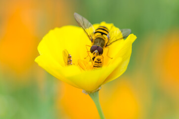 Nature in the garden