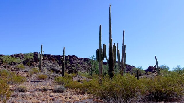 Three Giant Saguaros (Carnegiea gigantea) at Hewitt Canyon near Phoenix. Organ Pipe Cactus National Monument, Arizona, USA