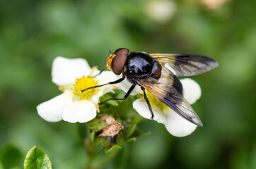 nature in the garden