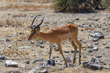 Schwarznasenimpala