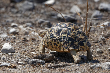 Pantherschildkröte