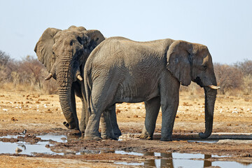 Elefanten in Tsumcor