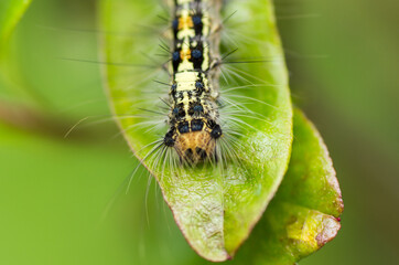nature in the garden