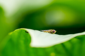 nature in the garden