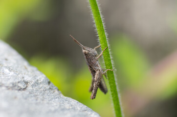 nature in the garden