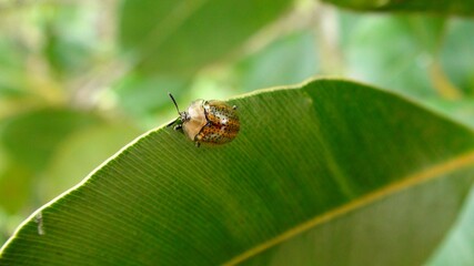 inseto besouro tartaruga - cassidinae