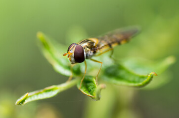 Nature in the garden