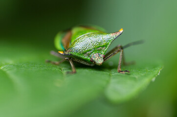 Nature in the garden