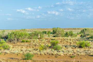 Fototapeta na wymiar prairie, veld, veldt Forestless steppe, poor in moisture, with herbaceous vegetation in a dry climate zone. Prairie plants are adapted to permanent burns, developing powerful underground structures
