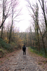 A young man hiking forest alone. Loneliness and peace concept photo. Fall leaves all around. Healthy, active lifestyle. Back view photo.
