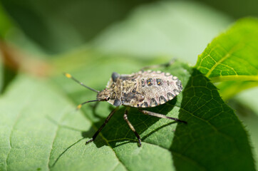 Nature in the garden